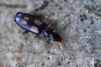 Calodromius spilotus