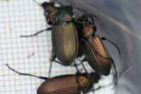 Poecilus cupreus