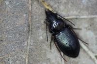 Pterostichus oblongopunctatus