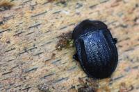 Phosphuga atrata