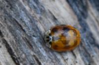 Adalia decempunctata