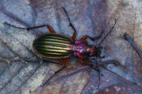 Carabus auronitens