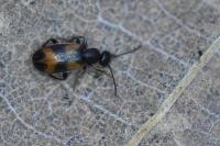 Anthicus antherinus