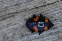 Scaphidium quadrimaculatum
