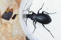 Carabus arvensis