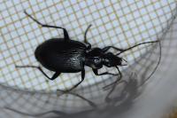 Platynus assimilis