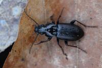 Pterostichus oblongopunctatus