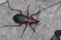 Carabus auronitens