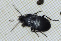 Abax ovalis