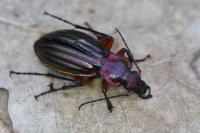 Carabus auronitens