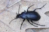 Carabus arvensis