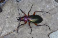Carabus auronitens