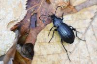 Carabus arvensis