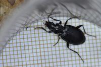 Platynus assimilis