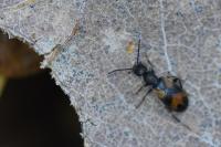 Anthicus antherinus