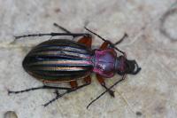 Carabus auronitens