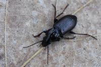 Pterostichus oblongopunctatus