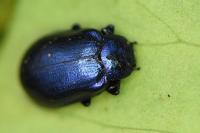 Plagiosterna aenea