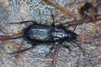 Pterostichus oblongopunctatus
