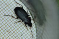 Platyderus depressus