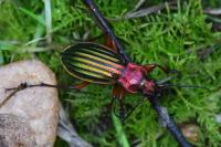 Carabus auronitens