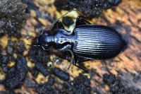 Platynus assimilis