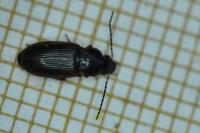 Stenolophus mixtus