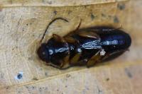 Stenolophus mixtus