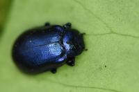 Plagiosterna aenea