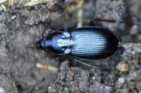 Platyderus depressus