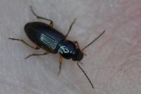 Stenolophus mixtus
