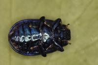 Plagiosterna aenea