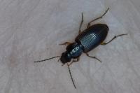 Stenolophus mixtus