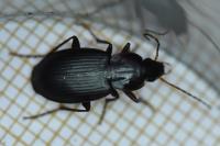 Platyderus depressus
