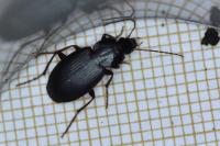 Platyderus depressus