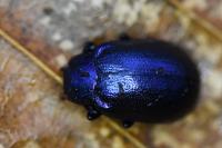 Plagiosterna aenea