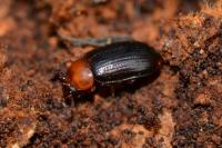 Neomida haemorrhoidalis