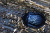 Phosphuga atrata