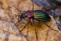 Carabus auronitens