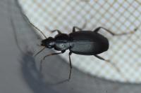 Platyderus depressus