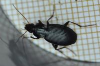Platyderus depressus