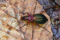 Carabus auronitens