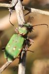 Cicindela campestris
