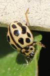 Tytthaspis sedecimpunctata