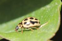 Tytthaspis sedecimpunctata