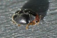 Scymnus