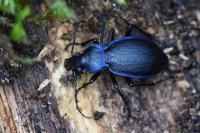 Carabus problematicus