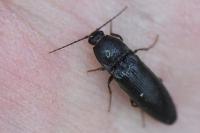 Melanotus villosus