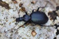 Cychrus attenuatus