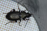 Pterostichus oblongopunctatus
